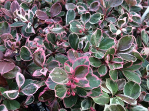 Picture of Gaultheria